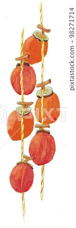 Watercolor painting: dried persimmon Watercolor painting: dried persimmon 98271714