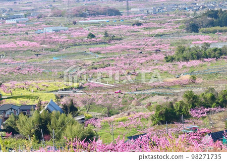 A field of peach blossoms in full bloom A field of peach blossoms in full bloom 98271735