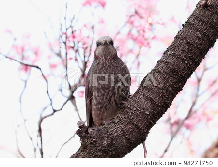 A front-facing bulbul perching on a cherry tree A front-facing bulbul perching on a cherry tree 98271750