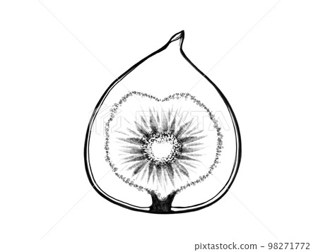 Realistic line drawing illustration of a fig cut in half 98271772