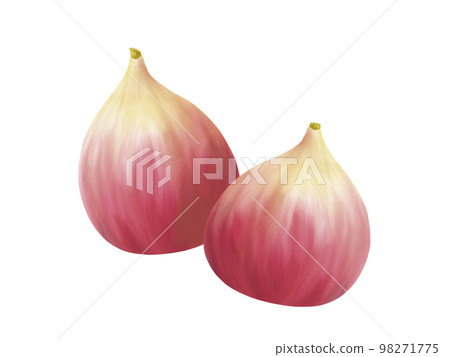 Realistic watercolor illustration of two figs 98271775