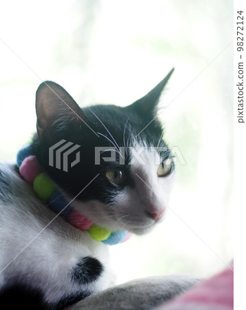 cute short hair young asian female kitten black and white home cat relaxing lazy in bed room portrait shot selective focus blur home indoor background 98272124