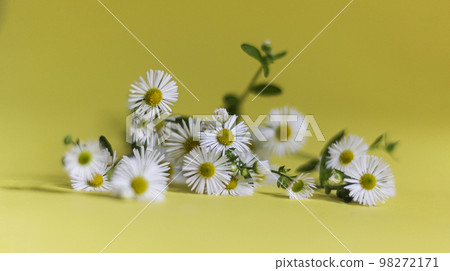 Bouquet of white chamomile flowers on a yellow background. Top view.Selective focus Bouquet of white chamomile flowers on a yellow background. Top view.Selective focus 98272171