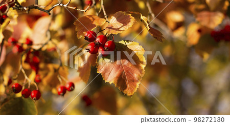 Red berries in the autumn garden. Red fruits of Crataegus monogyna, known as hawthor Red berries in the autumn garden. Red fruits of Crataegus monogyna, known as hawthor 98272180