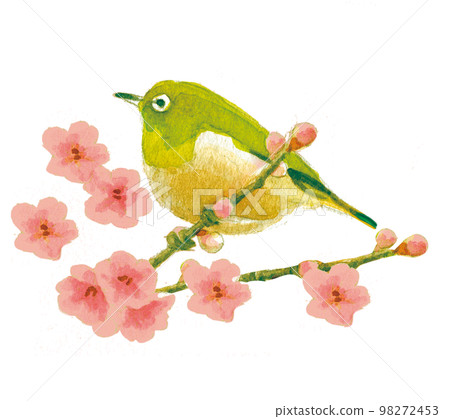 水彩畫:白眼 水彩畫:白眼 98272453