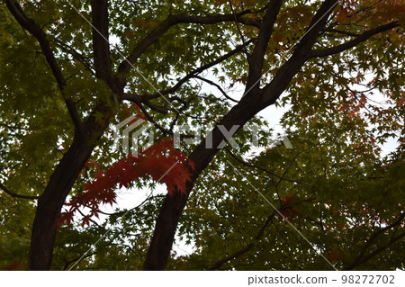 藍楓中的彩楓 藍楓中的彩楓 98272702