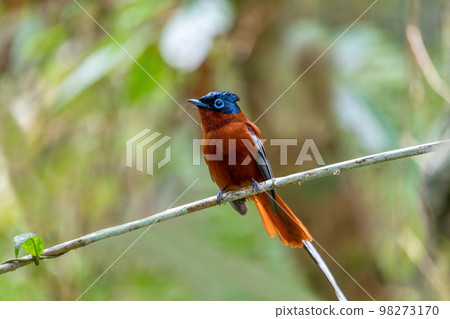 Malagasy paradise flycatcher, Terpsiphone mutata, Andasibe-Mantadia National Park, Madagascar Malagasy paradise flycatcher, Terpsiphone mutata, Andasibe-Mantadia National Park, Madagascar 98273170