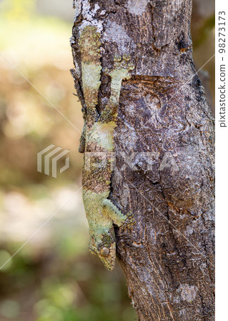 Mossy leaf-tailed gecko, Uroplatus sikorae, Ranomafana National Park, Madagascar 98273173