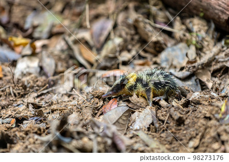 Lowland Streaked Tenrec (Hemicentetes Semispinosus) Lowland Streaked Tenrec (Hemicentetes Semispinosus) 98273176