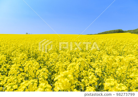 Rape flower field and blue sky on one side 98273799