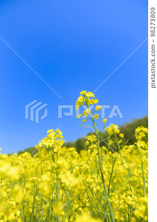 Rape flower field and blue sky on one side 98273809