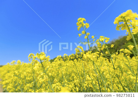 強姦花田和藍天在一邊 98273811