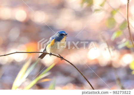 Ruribitaki male Ruribitaki male 98273822