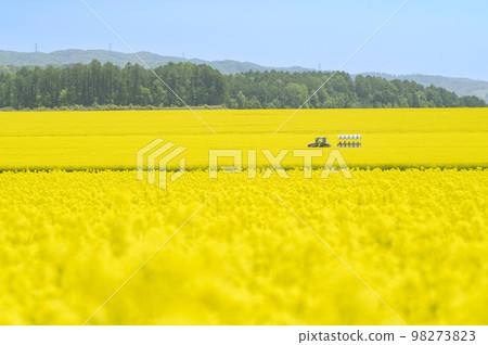 A field of rapeseed flowers and a covered wagon pulled by a tractor A field of rapeseed flowers and a covered wagon pulled by a tractor 98273823