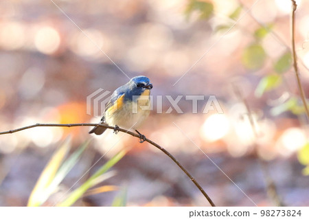 Ruribitaki male Ruribitaki male 98273824