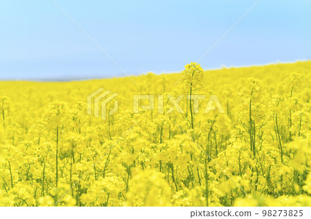 Rape flower field and blue sky on one side Rape flower field and blue sky on one side 98273825