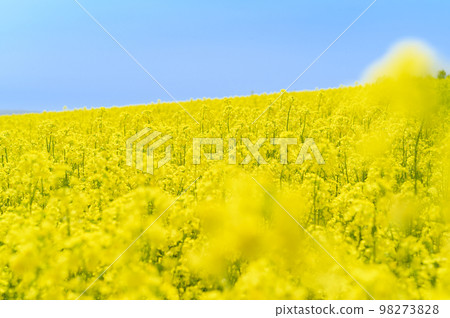 強姦花田和藍天在一邊 強姦花田和藍天在一邊 98273828