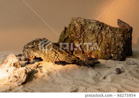 Nature composition. Summer showcase. Product placement. Wood bark stone pieces arrangement on beige sand texture free space decorative background. 98273954