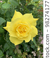 Yellow rose wet to the rain 98274177
