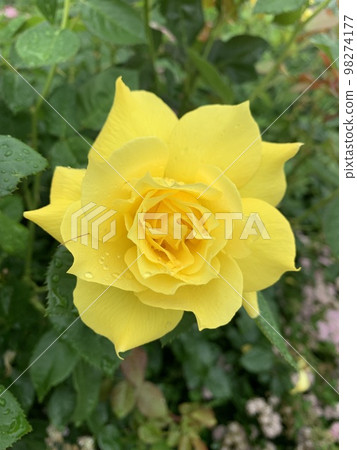 黃玫瑰濕潤了雨 98274177