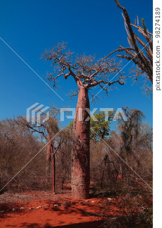 Landscape with Adansonia rubrostipa aka fony baobab tree in Reniala reserve , Toliara, Madagascar Landscape with Adansonia rubrostipa aka fony baobab tree in Reniala reserve , Toliara, Madagascar 98274189