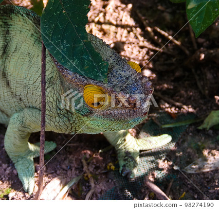 portrait of Parson's chameleon aka Calumma parsonii in Andasibe-Mantadia National Park, Madagascar 98274190