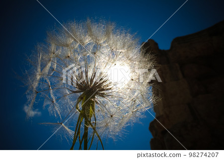 Detail sun light from the head of dandelion flower at great court of Heliopolis at Baalbek, Bekaa valley Lebanon Detail sun light from the head of dandelion flower at great court of Heliopolis at Baalbek, Bekaa valley Lebanon 98274207