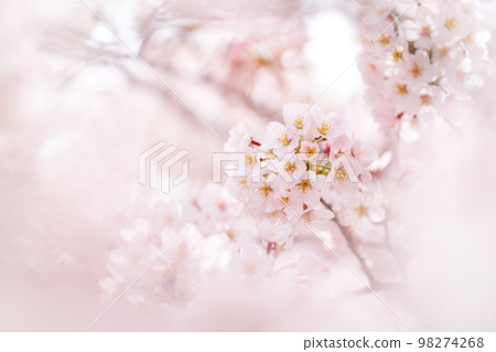 櫻花 櫻 賞櫻 98274268