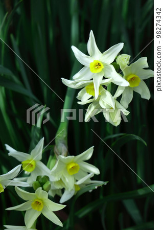 芬芳的冬花 芬芳的冬花 98274342