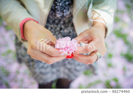 Beautiful flowering Japanese cherry - Sakura. Flowers in women's hands on spring day. Beautiful flowering Japanese cherry - Sakura. Flowers in women's hands on spring day. 98274460
