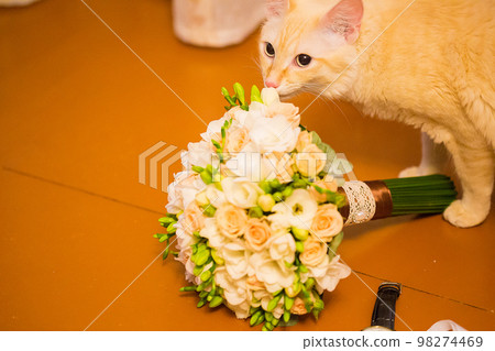 Set of groom clothes. Wedding rings, shoes, cufflinks and bow tie a cat Set of groom clothes. Wedding rings, shoes, cufflinks and bow tie a cat 98274469