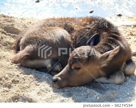 Baby water buffalo relaxing at the waterside Baby water buffalo relaxing at the waterside 98274594