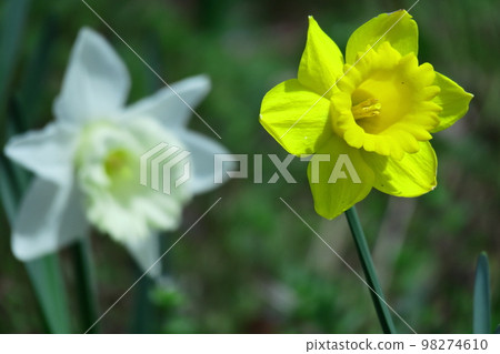 Fragrant winter flowers Fragrant winter flowers 98274610