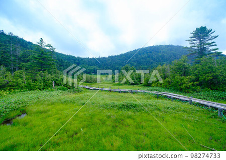 [Nagano Prefecture] Summer Shiga Kogen ‗Shijuhachiike Marsh_01 98274733