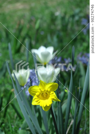 Fragrant winter flowers Fragrant winter flowers 98274746