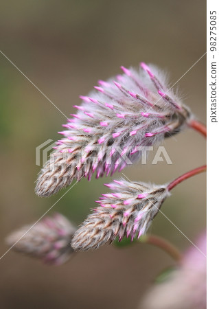 開滿花0114 開滿花0114 98275085