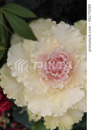 Full of flowers 0118 Full of flowers 0118 98275089