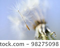 即將起飛的蒲公英絨毛 98275098