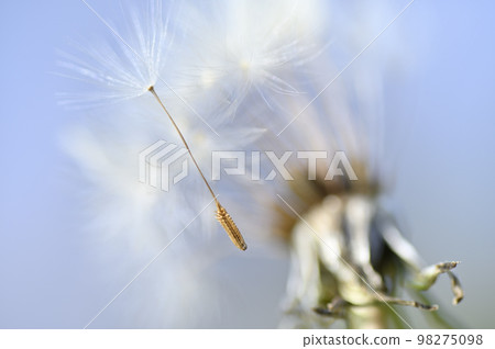 即將起飛的蒲公英絨毛 98275098