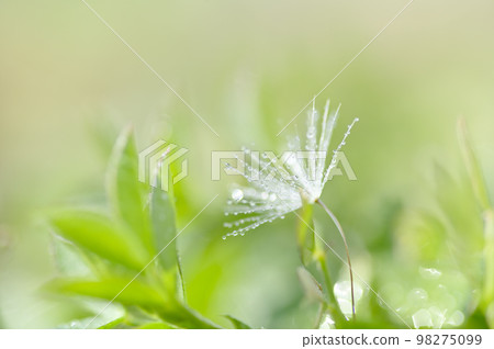 草地上有水滴的蒲公英絨毛 98275099