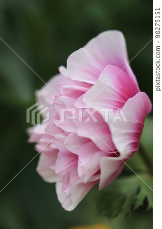 Full of flowers 0122 Full of flowers 0122 98275151