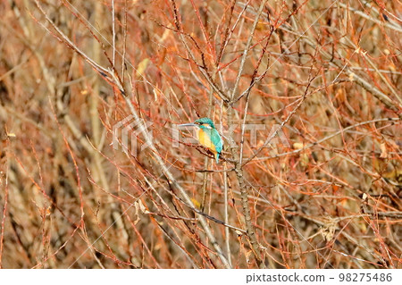 翠鳥棲息在埼玉縣比岐郡川島町奧佩河天鵝登陸點的一個分支 98275486