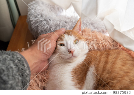 撫摸一隻貓,棕色虎斑白 撫摸一隻貓,棕色虎斑白 98275983