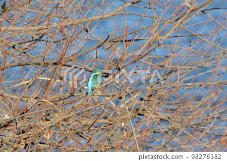 翠鳥棲息在埼玉縣比岐郡川島町奧佩河天鵝登陸點的一個分支 翠鳥棲息在埼玉縣比岐郡川島町奧佩河天鵝登陸點的一個分支 98276182