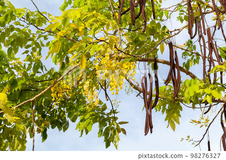 Yellow flowers and fruits of Cassia on a sunny day 98276327