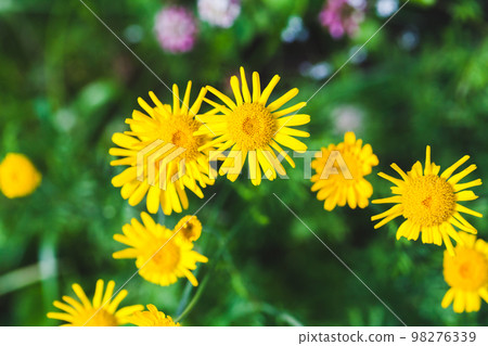 Yellow Dahlberg daisy flowers in summer garden, close up photo Yellow Dahlberg daisy flowers in summer garden, close up photo 98276339