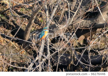 A kingfisher that perches on a branch of the river and eats small food fish at the Oppe River swan landing site in Kawajima-cho, Hiki-gun, Saitama Prefecture. 98276446