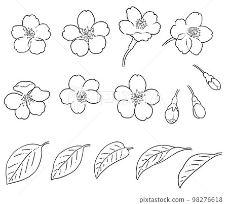 櫻花線描插圖素材 98276618