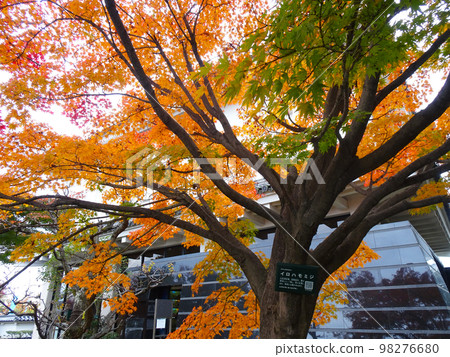Autumn leaves of Shoryuji Castle [Shoryuji Temple, Nagaokakyo City, Kyoto Prefecture] November 2022 98276680