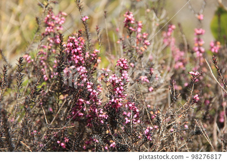 《Janome Erica》春暖花開/粉色花朵盛開 《Janome Erica》春暖花開/粉色花朵盛開 98276817